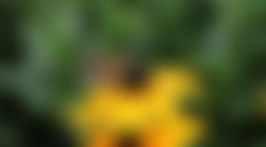 Colorful butterflies resting on vibrant Black-Eyed Susan flowers in a garden