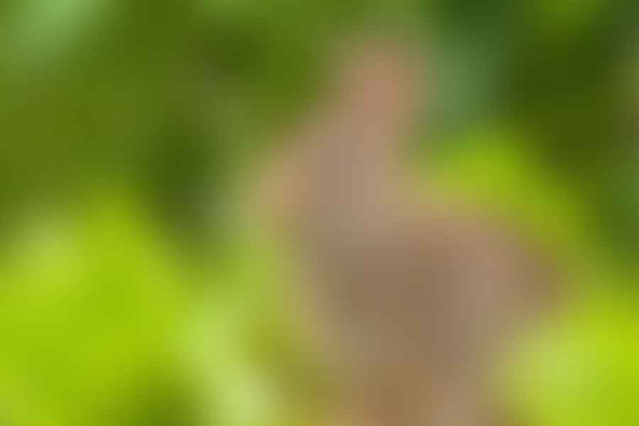 Cute rabbit hiding amongst green perennial foliage in a wildlife garden