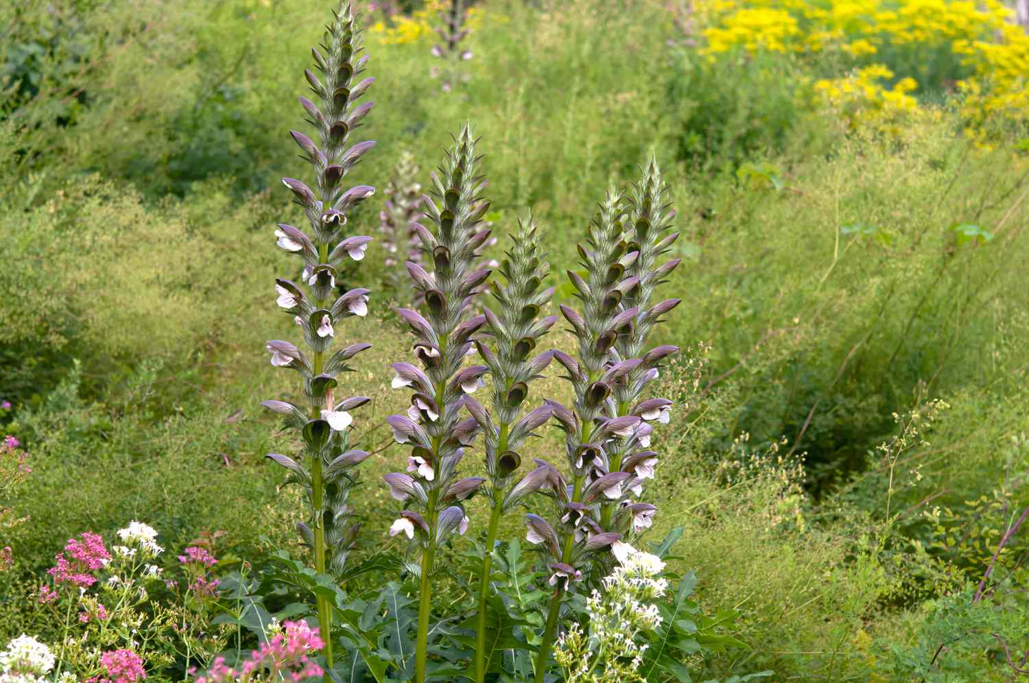 Bear\'s Breeches plant with large glossy leaves and tall flower spikes